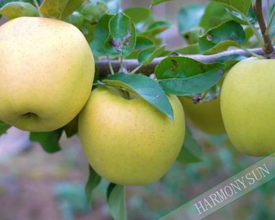 golden delicuous apple